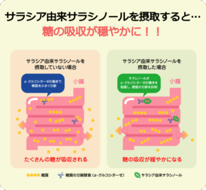 サラシア由良サラシノール摂取のイメージ